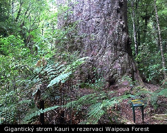 Gigantický strom Kauri v rezervaci Waipoua Forest